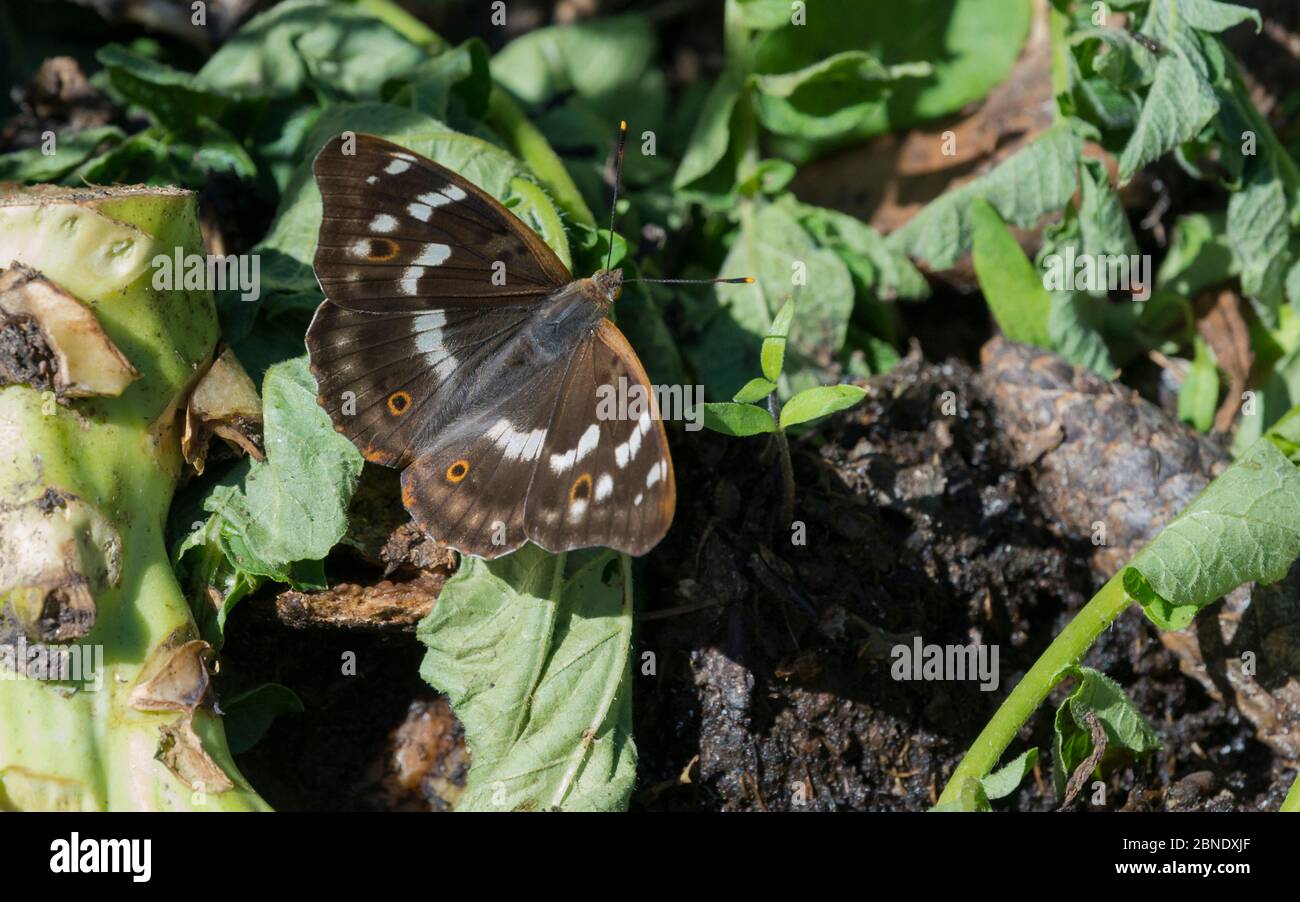 Kleiner lila Kaiserfalter (Apatura ilia), weiblich, Südkarelien, Finnland, August. Stockfoto