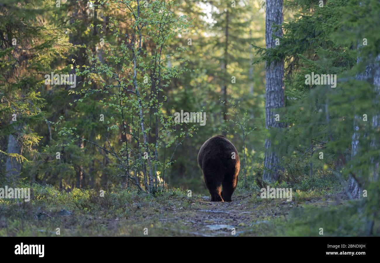 Braunbär (Ursus arctos) zu Fuß entfernt, Kainuu, Finnland, Mai. Stockfoto