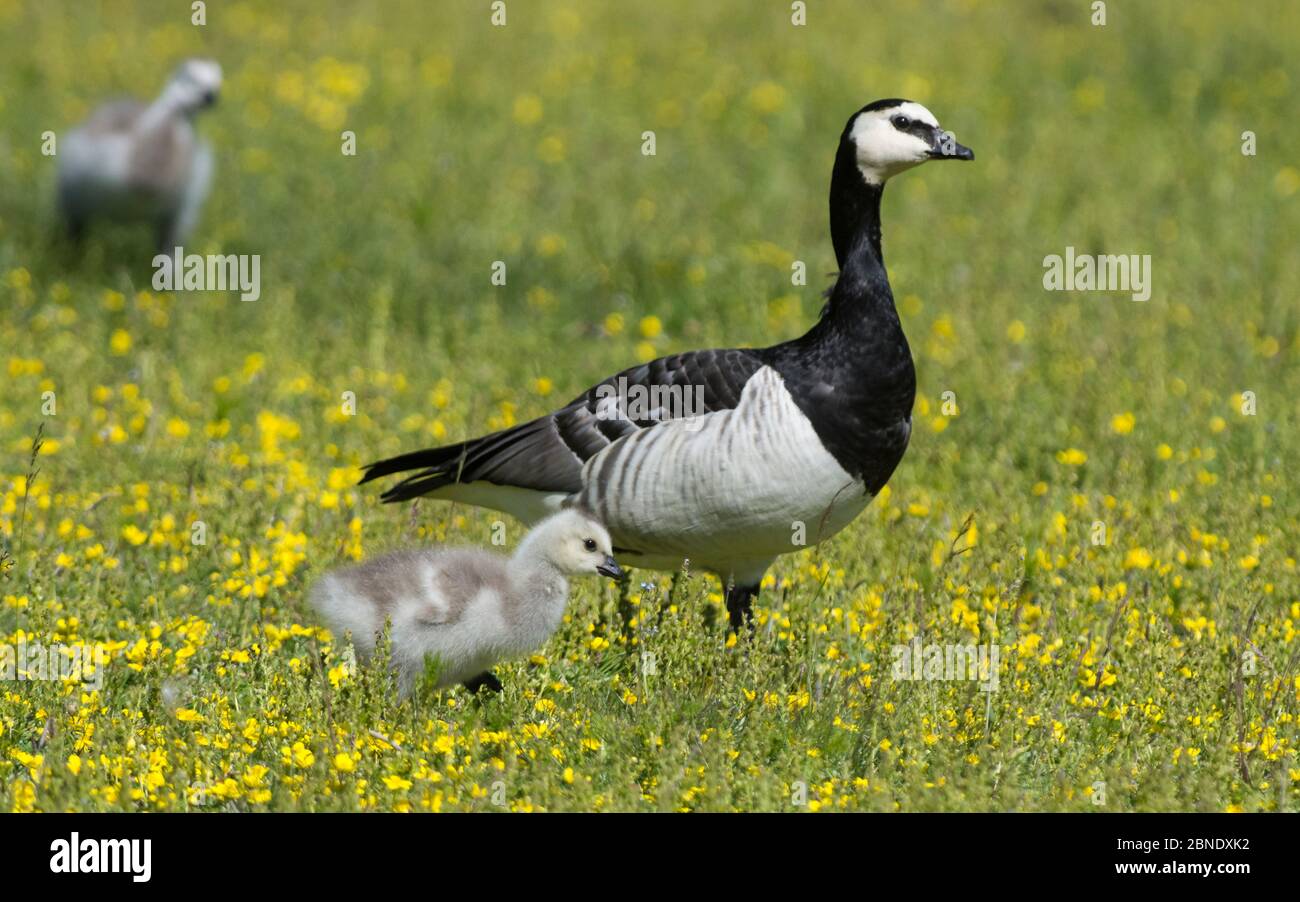 Barnacle Gans (Branta leucopsis), Erwachsene mit zwei Gänsen, Ruissalo, Turku, Finnland, Juni. Stockfoto