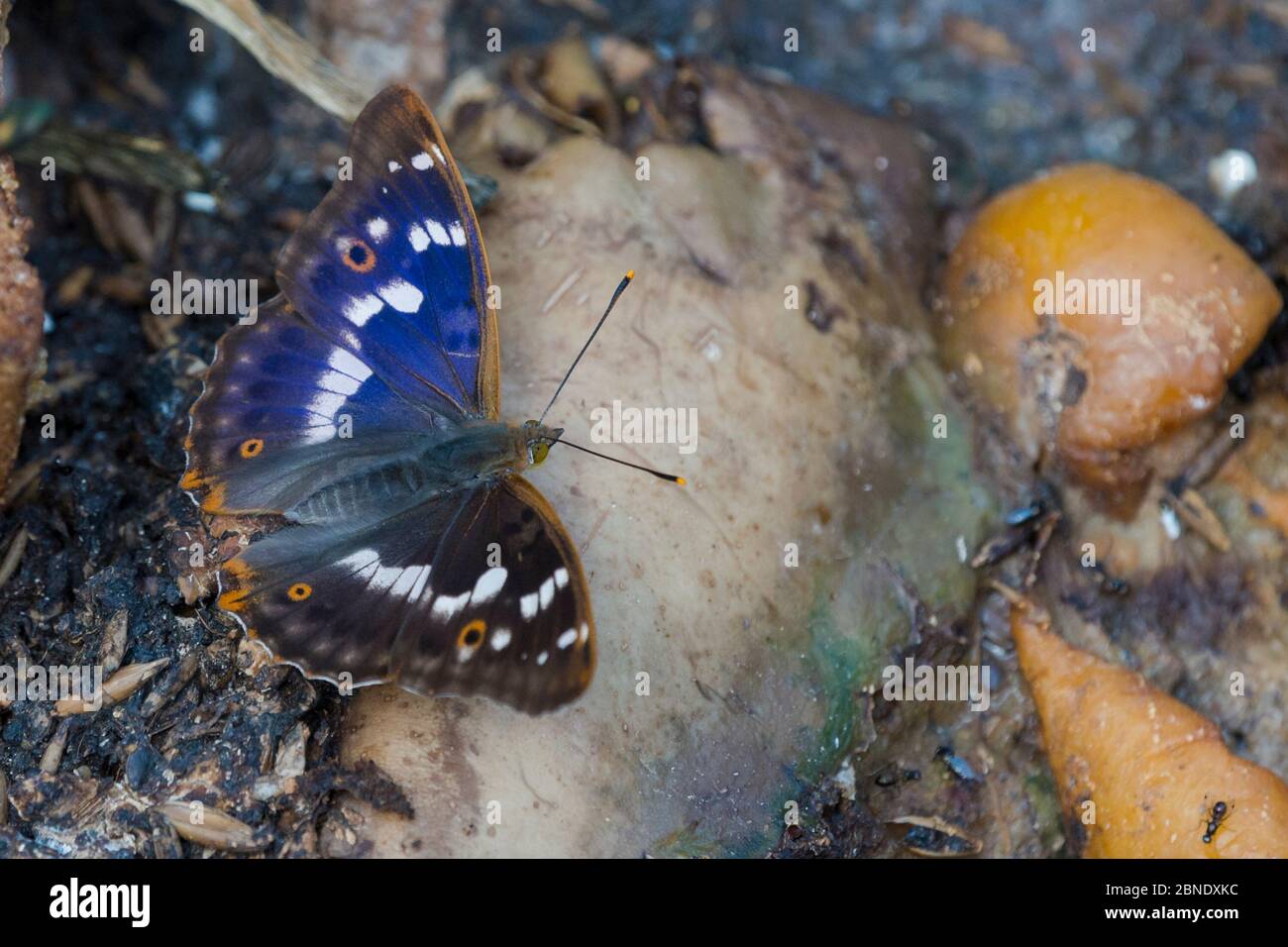 Kleiner lila Kaiserfalter (Apatura ilia) Männchen auf dem Boden, Südkarelien, Finnland, August. Stockfoto