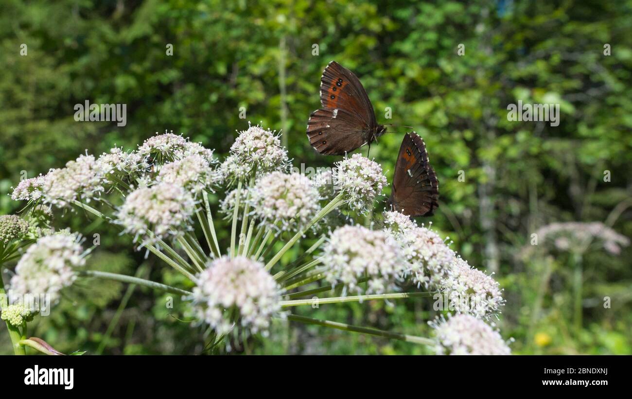 Arran-Braunschmetterling (Erebia ligea) Fütterung von Wilden Engelwurz (Angelica sylvestris), Jyvaskyla, Finnland, Juli Stockfoto