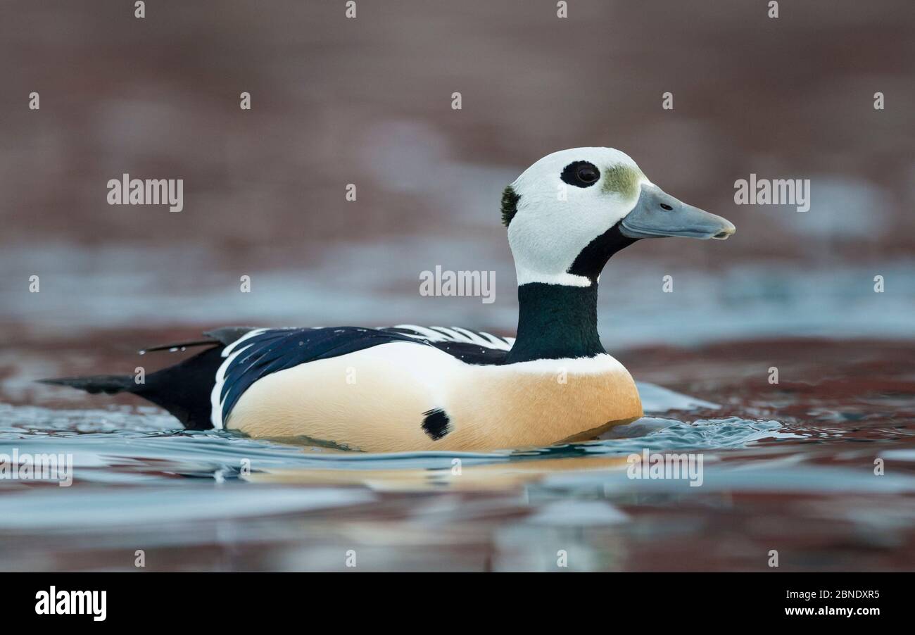 Stellers eider (Polysticta stelleri), im Winter männlich, Batsford, Norwegen, April. Stockfoto