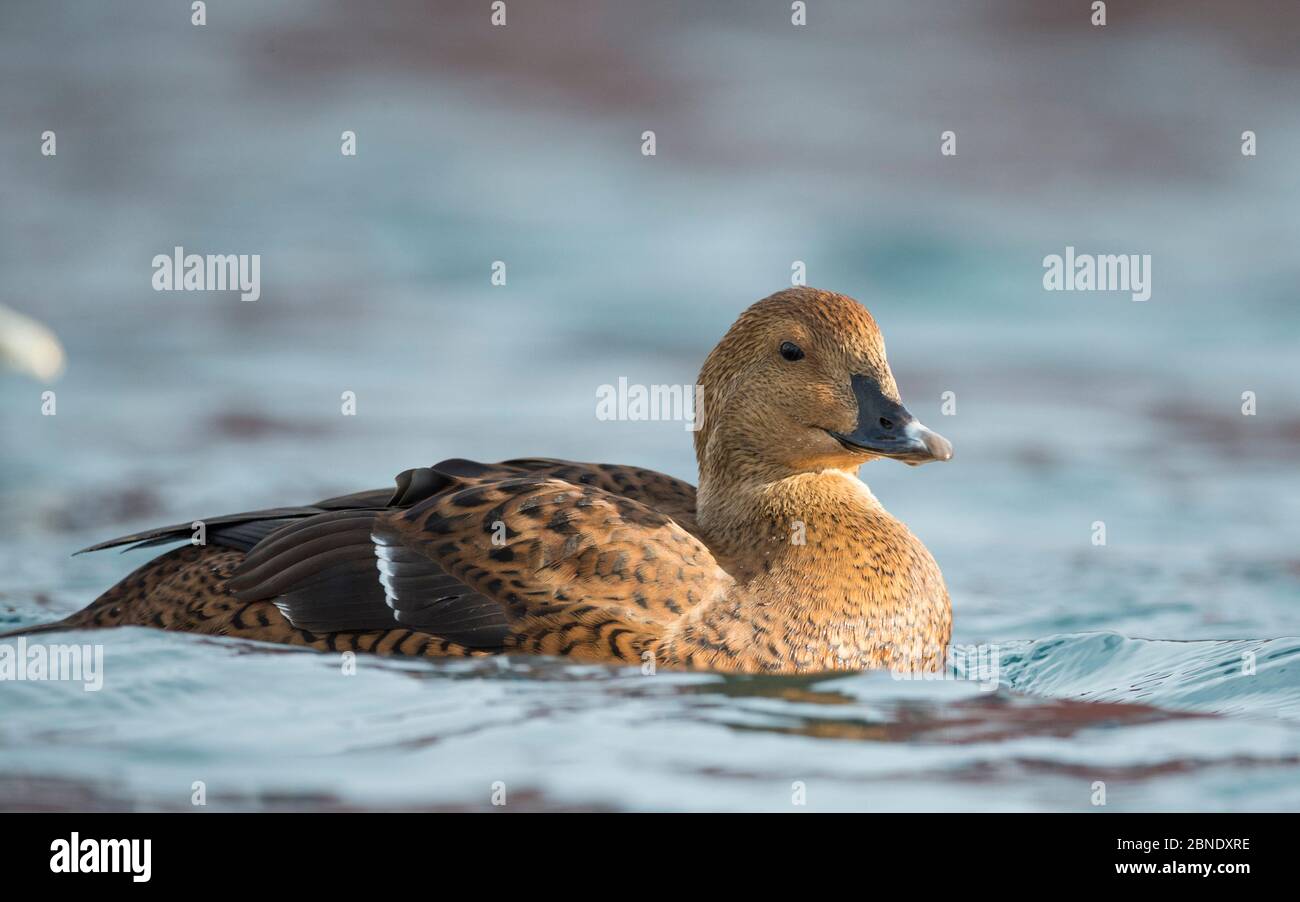 King eider (Somateria spectabilis) weiblich, Batsfjord, Norwegen, April. Stockfoto