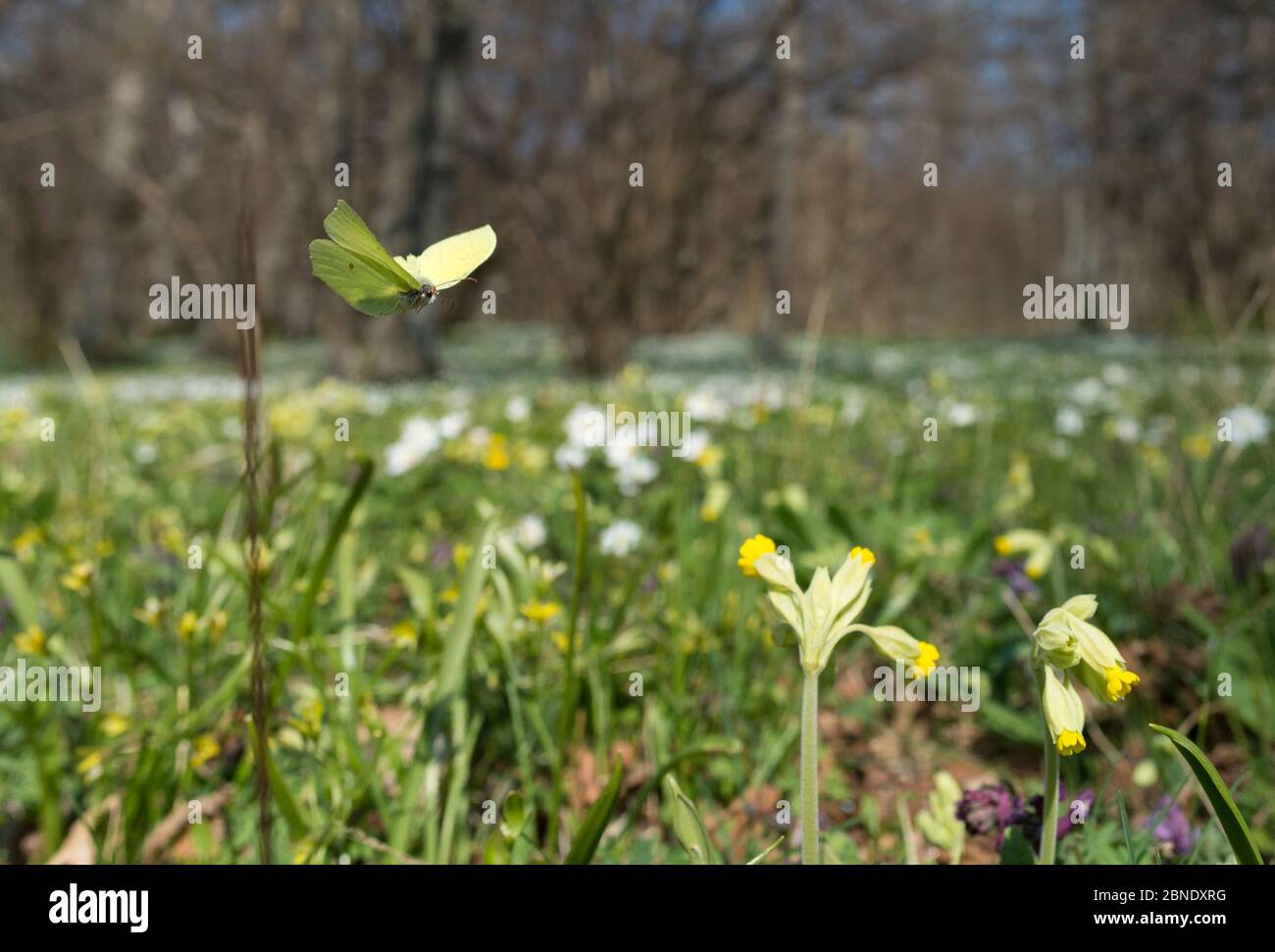 Schwemmsteinfalter (Gonepteryx rhamni), Männchen, das im Frühjahr mit Cowslips (Primula veris) fliegt Aland-Inseln, Finnland, Juni. Stockfoto