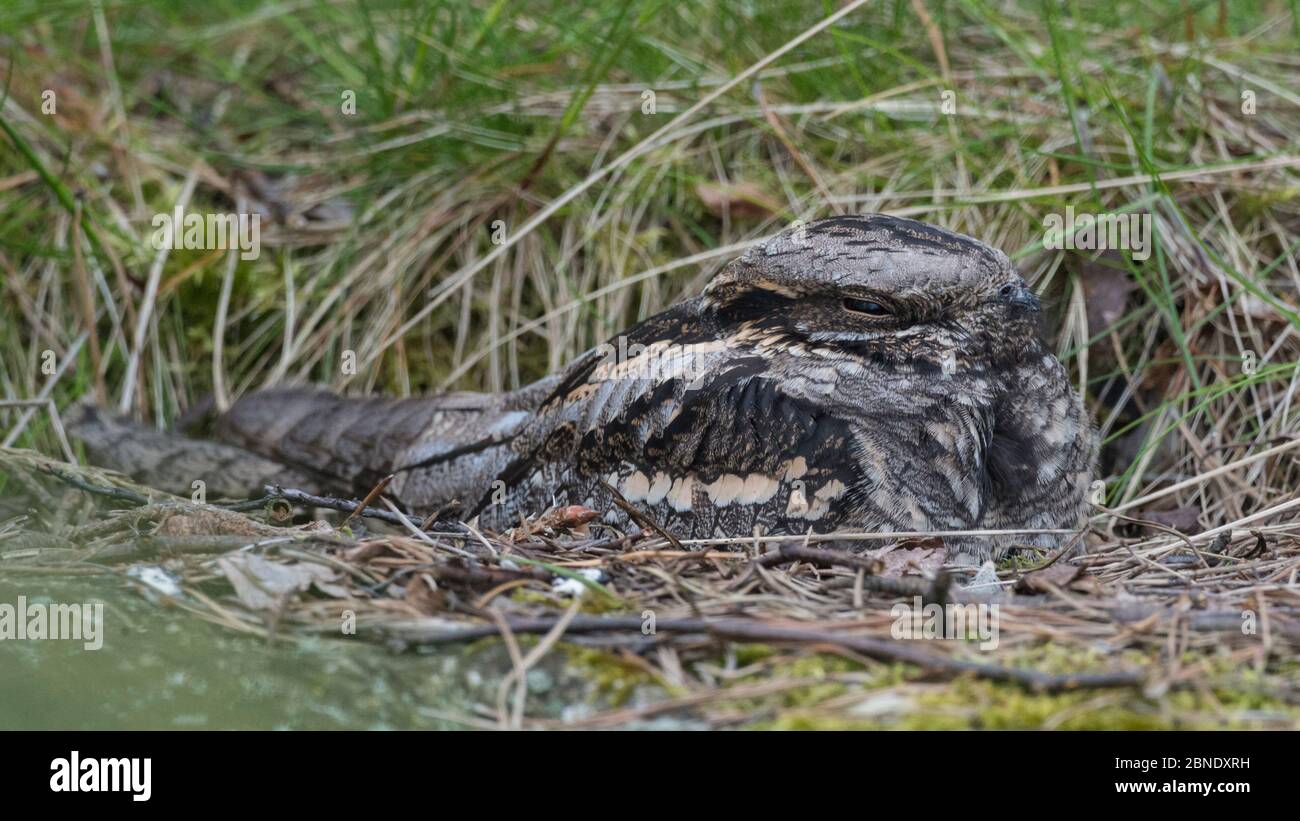 Europäischer Nachtschwalbe (Caprimulgus europaeus), die tagsüber ausruht, Uto, Finnland, Mai. Stockfoto