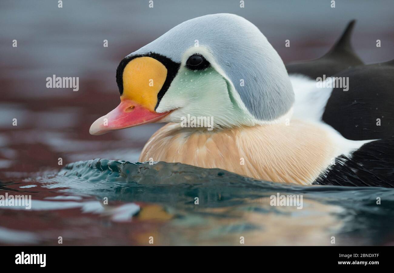 König eider (Somateria spectabilis), männlich, Batsfjord, Norwegen, April. Stockfoto