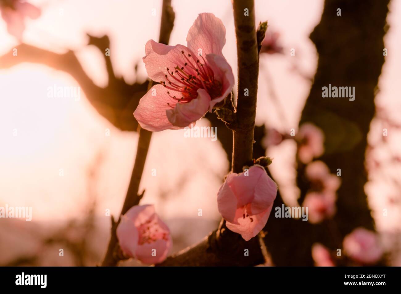 Nahaufnahme der Pfirsichblüten im Frühjahr Stockfoto