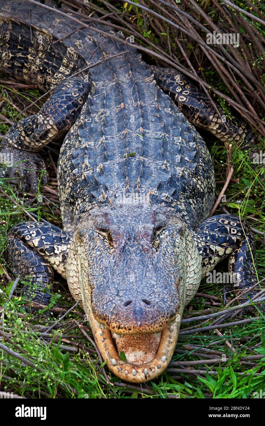 Amerikanischer Alligator (Alligator mississippiensis) Laredo Borderlands, Texas, USA. April Stockfoto