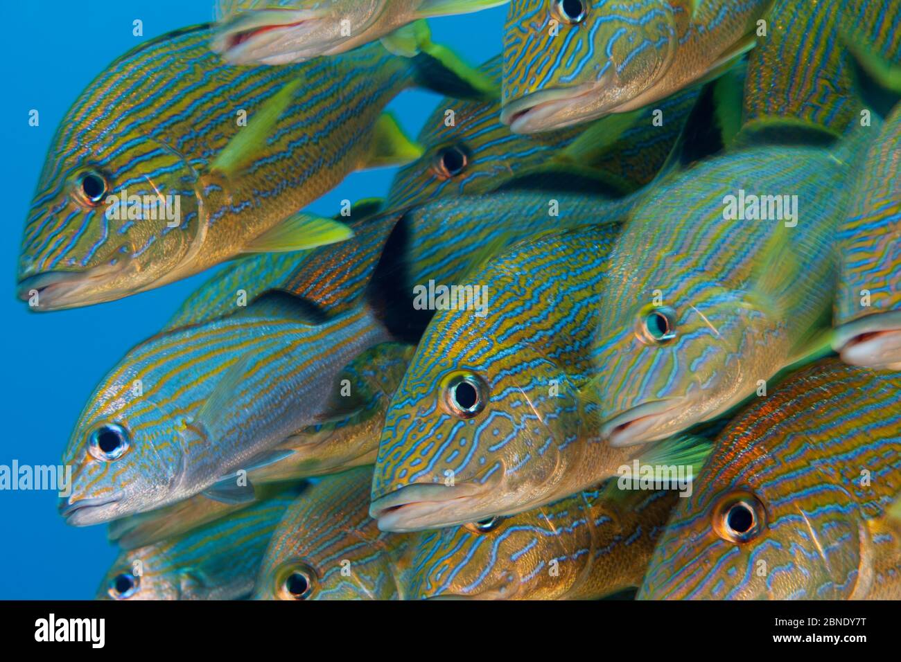 Blau gestreifter Grunz (Haemulon sciurus) und Caesar Grunt (Haemulon carbonarium) Puerto Morelos Nationalpark, Karibik, Mexiko, Februar Stockfoto