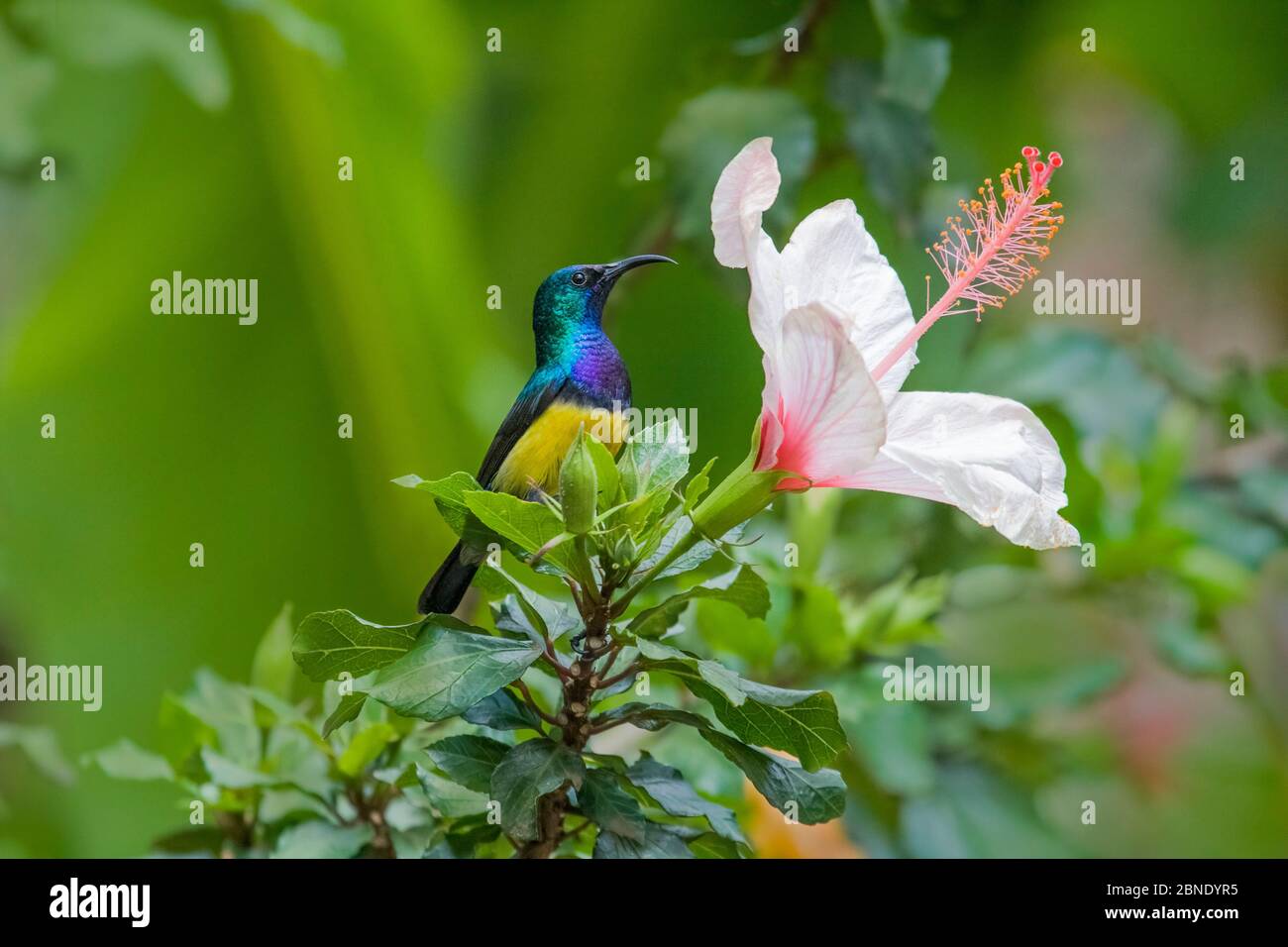 Variablenvogel (Nectarinia venusta), erwachsenes Männchen auf Hibiskusblüte, Nairobi, Kenia Stockfoto