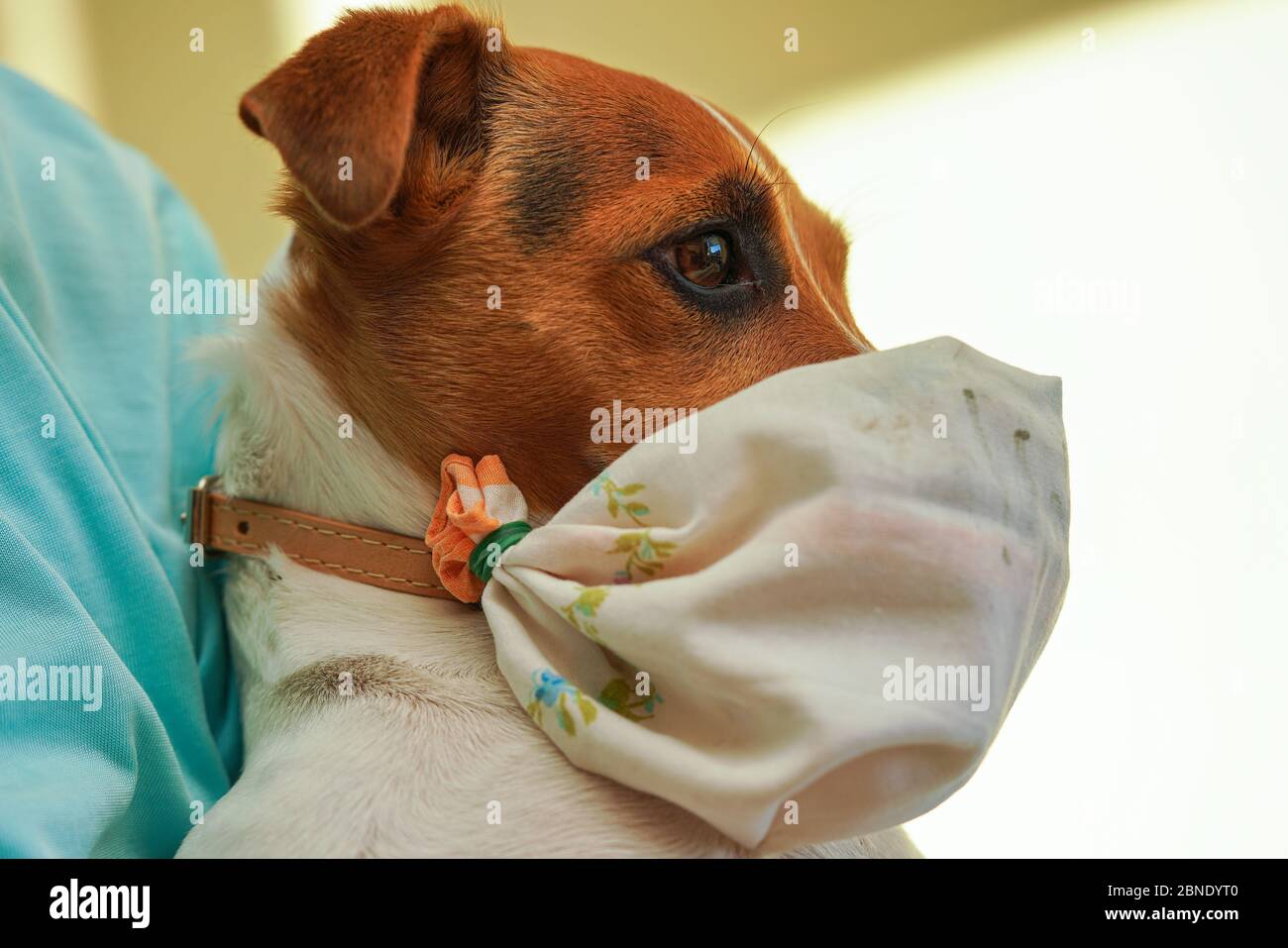 Kleine Jack Russell Terrier Hund trägt zu Hause gemacht einfache Baumwolle  Mund Virus Maske. Haustiere sind nicht anfällig für Coronavirus covid-19,  aber einige Besitzer prote Stockfotografie - Alamy