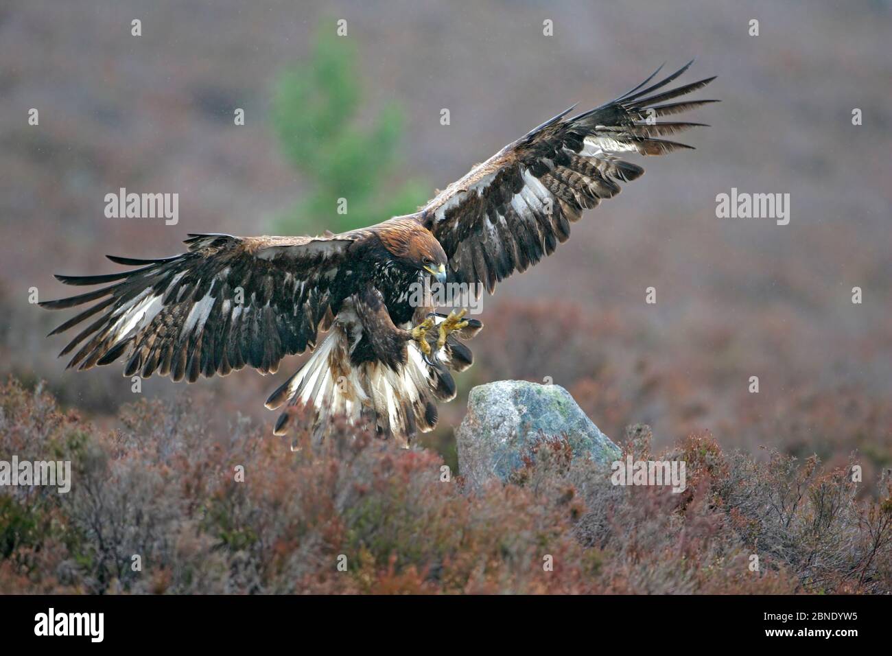 Steinadler (Aquila chrysaetos) sub-adult männlich Landung in regen, Schottland, Großbritannien. Gefangener Falknervogel während des Freifluges. Stockfoto
