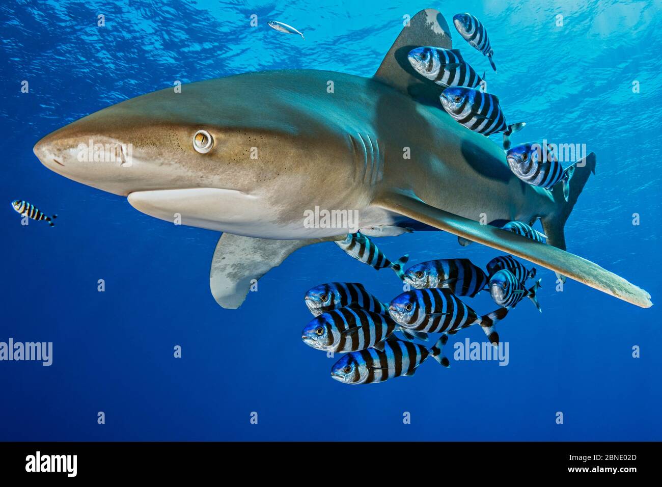 Oceanic Weißspitzen Hai (Carcharhinus Longimanus), begleitet von einer Gruppe von Pilotfish (Naucrates Rakel). Rocky Island, Ägypten. Rotes Meer Stockfoto