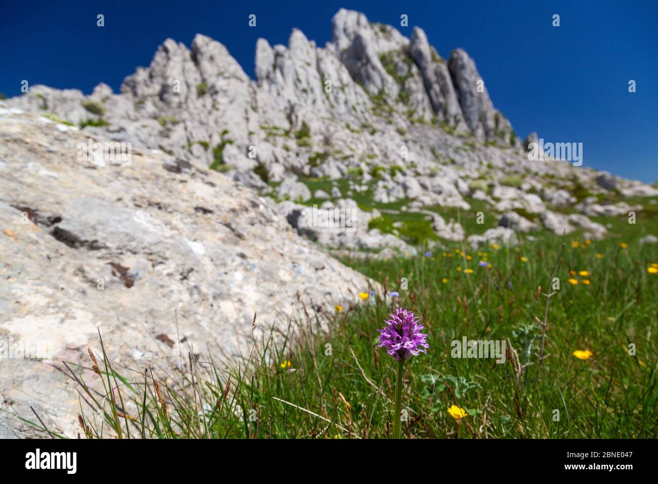 Orchidee vor den Tulove grede Felsen auf dem Velebit Berg, Kroatien Stockfoto