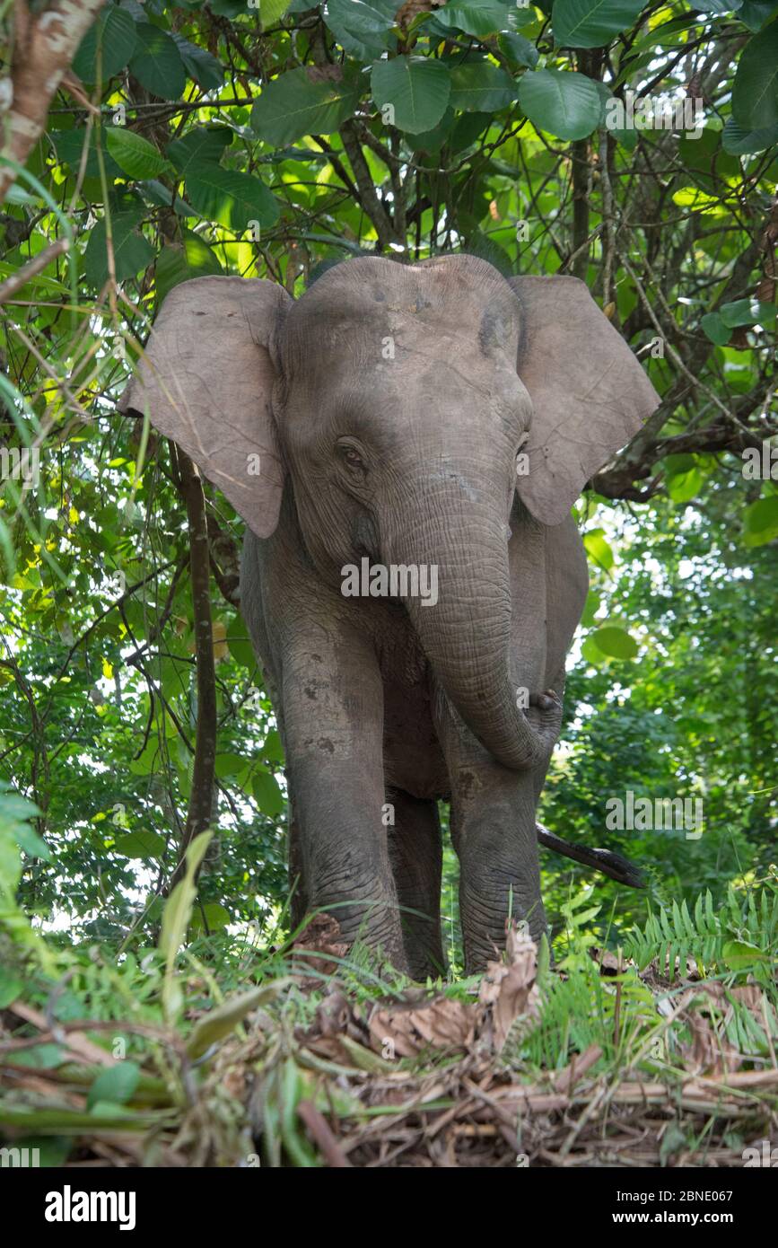 Borneischer Pygmäenelefant (Elephas maximus borneensis) Sabah, Borneo. Stockfoto