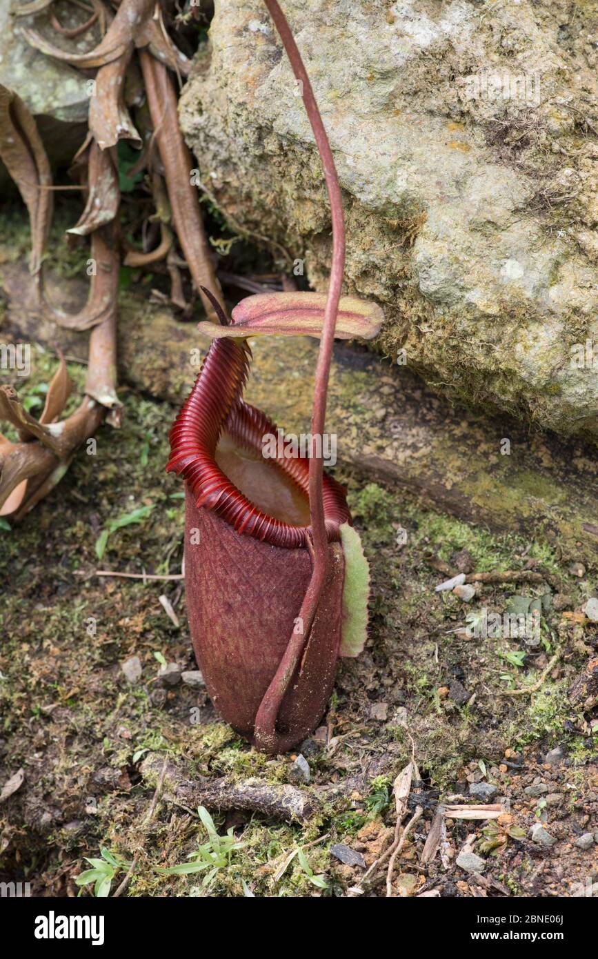 Kannenpflanze (Nepenthes x kinabaluensis) eine natürliche Hybride. Mount Kinabalu, Sabah, Borneo. Stockfoto