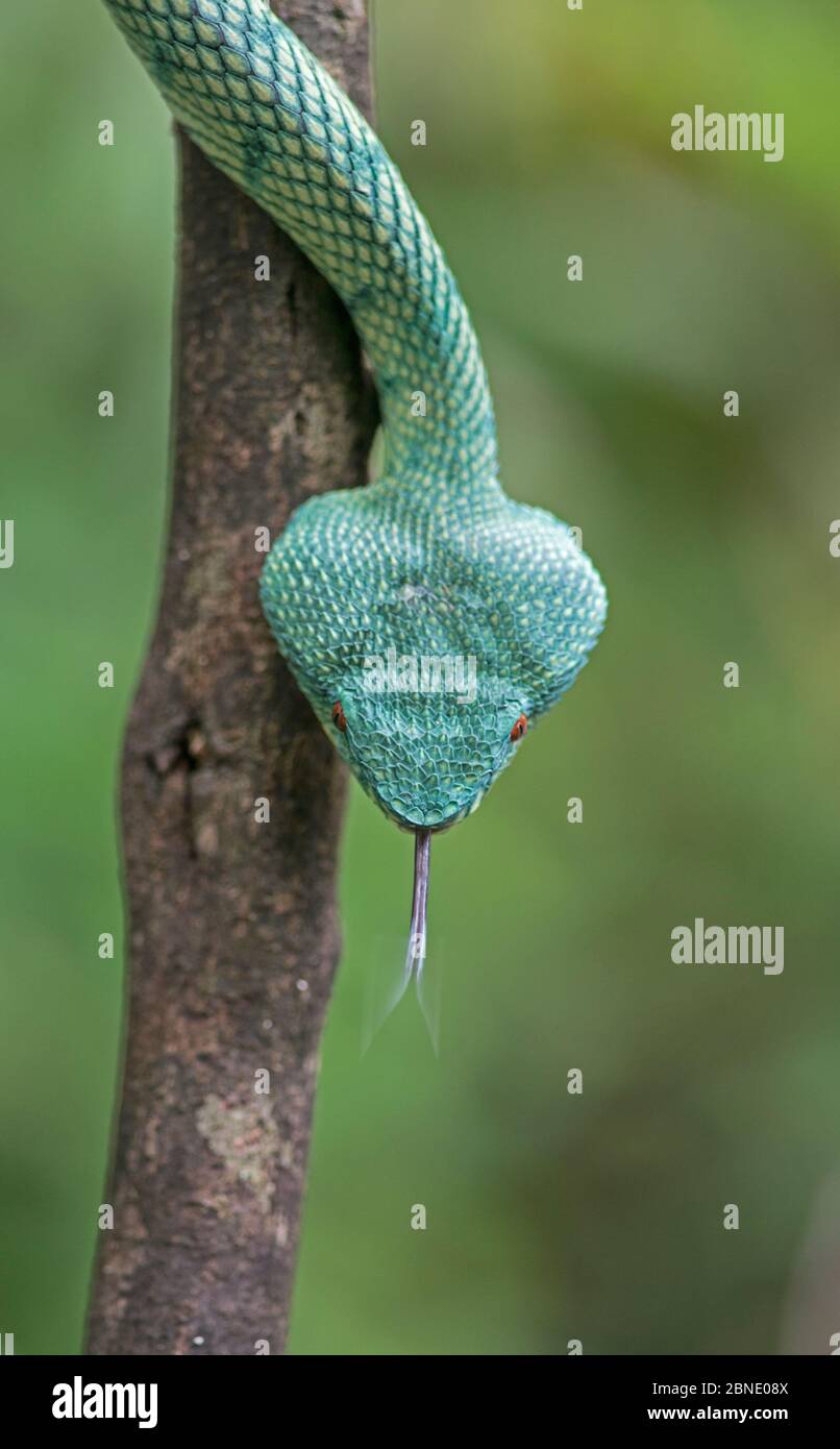 Wagler's Grubenviper (Tropidolaemus wagleri) Zurückziehen Zunge, Sabah, Borneo Stockfoto