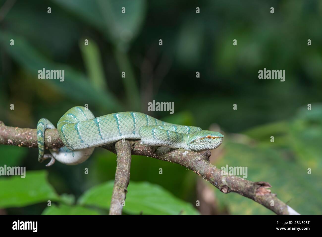 Wagler's Grubenviper (Tropidolaemus wagleri) auf Ast, Sabah, Borneo Stockfoto