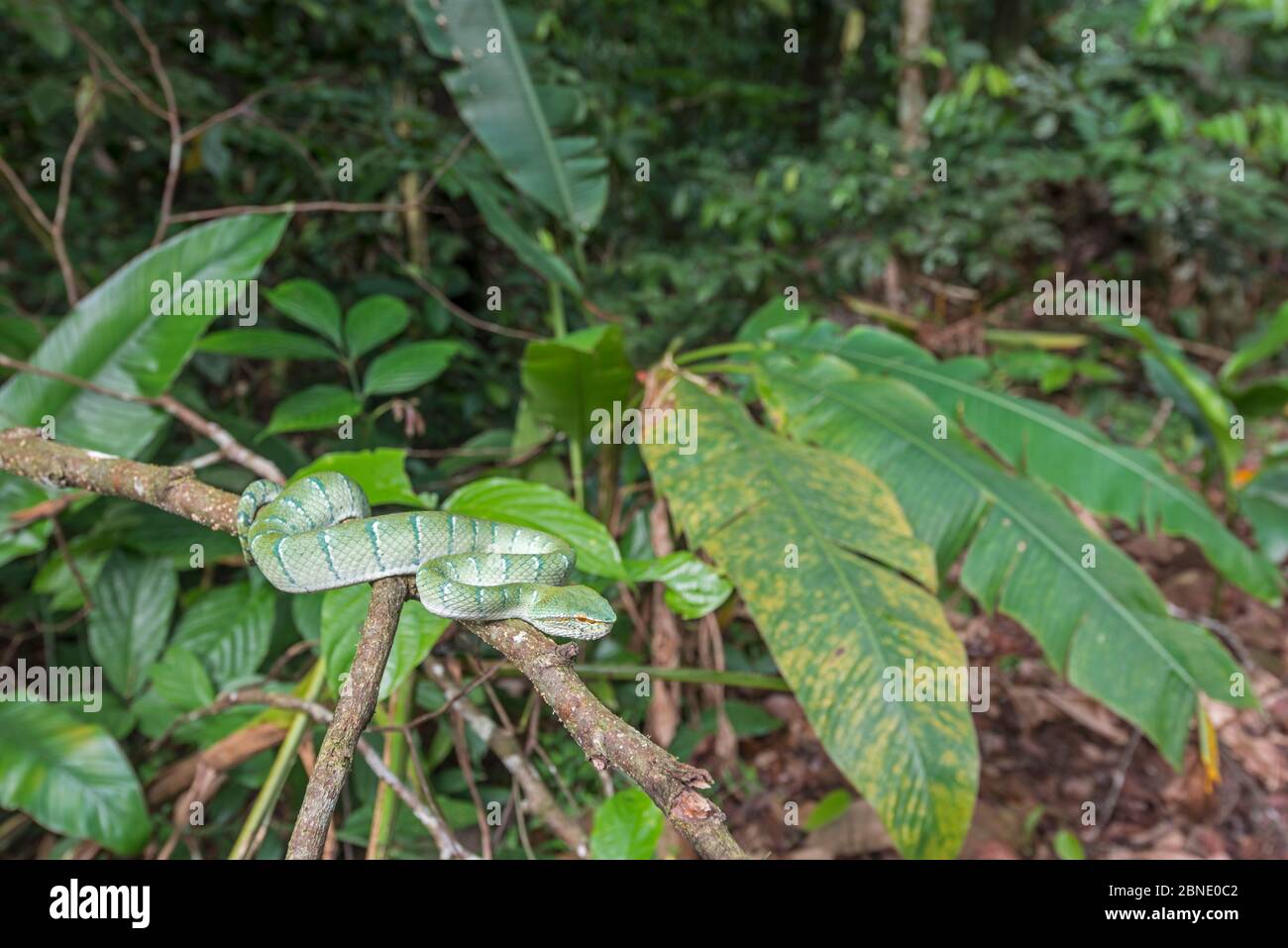 Wagler's Grubenviper (Tropidolaemus wagleri) auf Ast, Sabah, Borneo Stockfoto