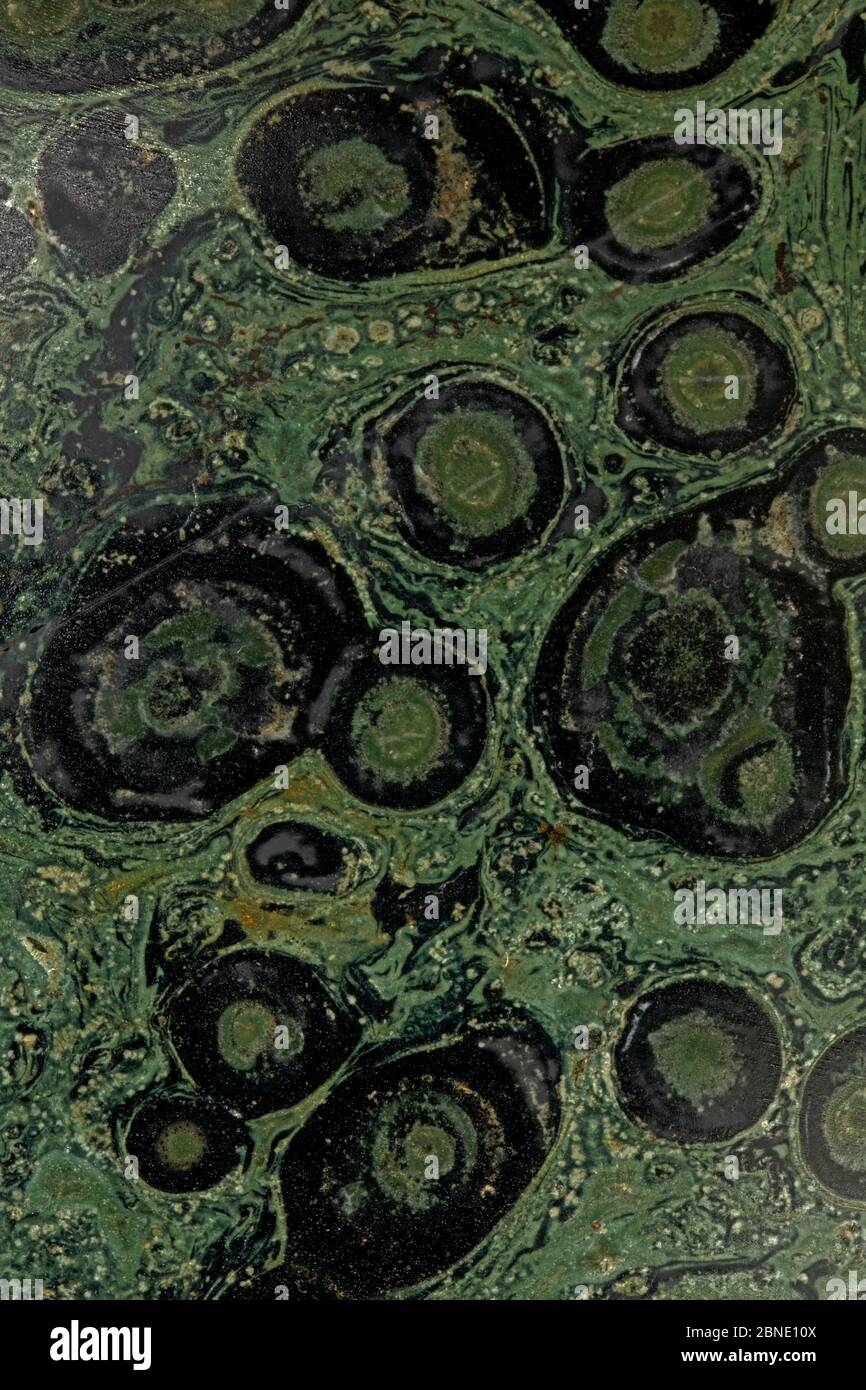 Nahaufnahme eines polierten Querschnitts von Kambaba Jasper, fossilem Stromatolit, Madagaskar. Stockfoto