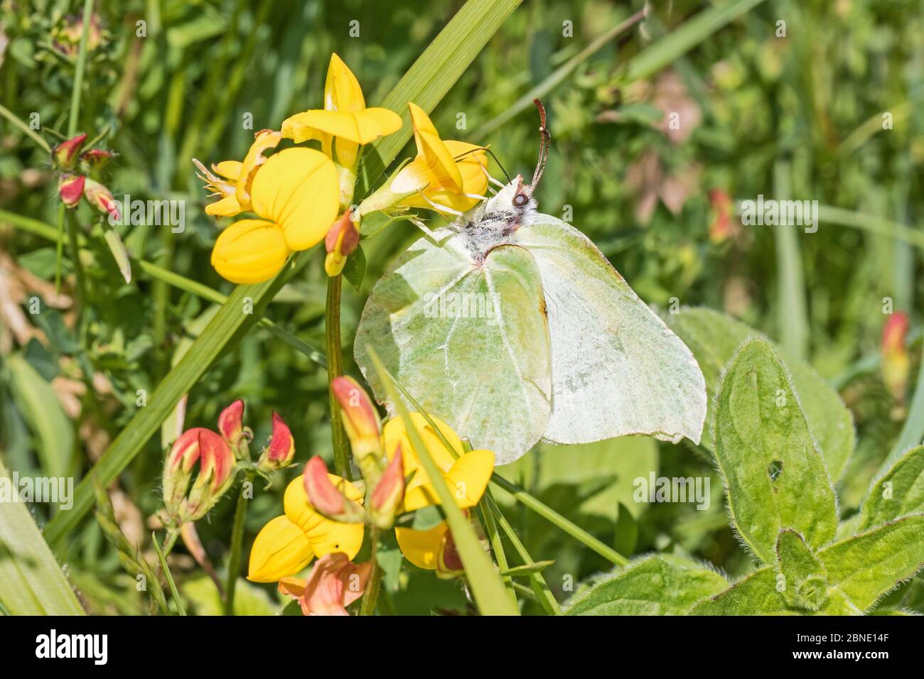 Männlicher Brimstone-Schmetterling (Gonepteryx rhamni), der sich auf Vogelfußbaumblüte, Hutchinson's Bank, New Addington, London, England, Juni ernährt. Stockfoto