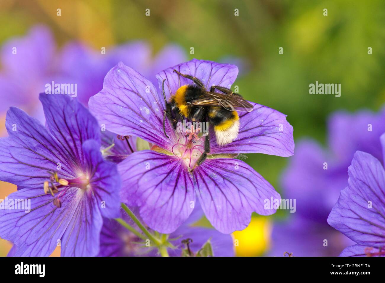 Vestal Bumblebee (Bombus vestalis) auf Purple Geranium (Geranium x magnificum), Gartengrenze, Herefordshire, England. Stockfoto