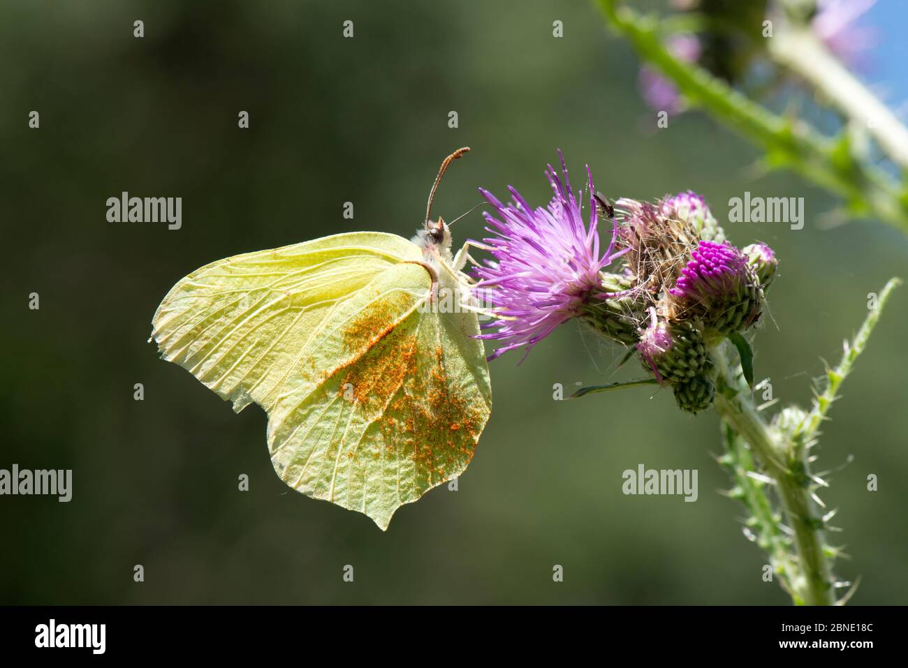 Gewöhnlicher Schwefel (Gonepteryx rhamni), mit Pollen an seinem Flügel befestigt, Nektarierung auf Marsh Thistle (Cirsium palustre), Provinz Leon, Spanien. Juni. Stockfoto
