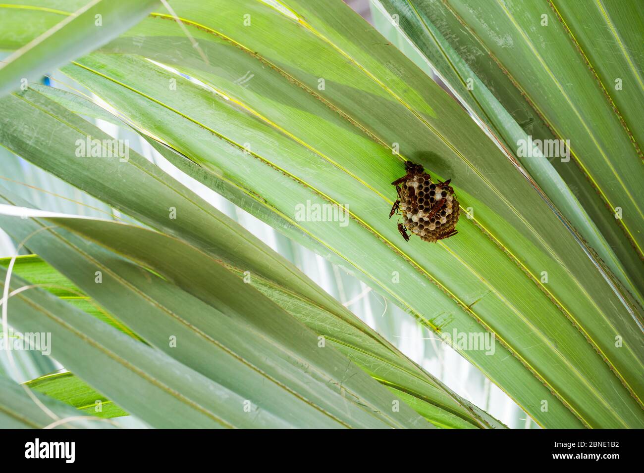 Wespennest ist auf grünen Palmenblättern. Polistes carnifex ist eine neotropische Vespidwespe, die für ihren extrem schmerzhaften und potenten Stachel bekannt ist Stockfoto