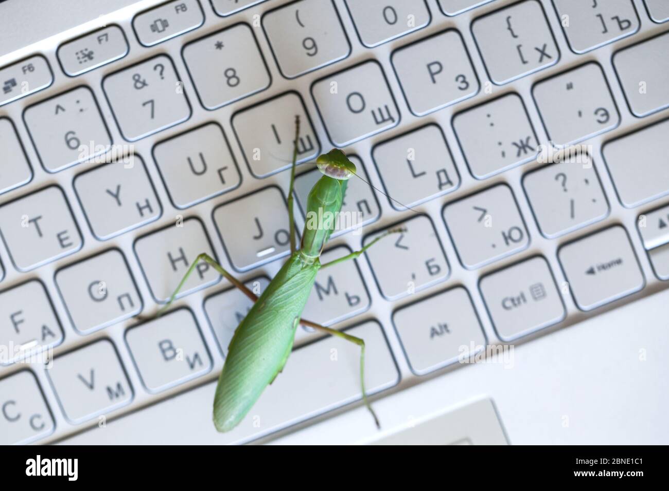Computer Bug Metapher, große grüne Gottesanbeterin ist auf einem Laptop-Tastatur mit englischen und russischen Buchstaben, Draufsicht Stockfoto