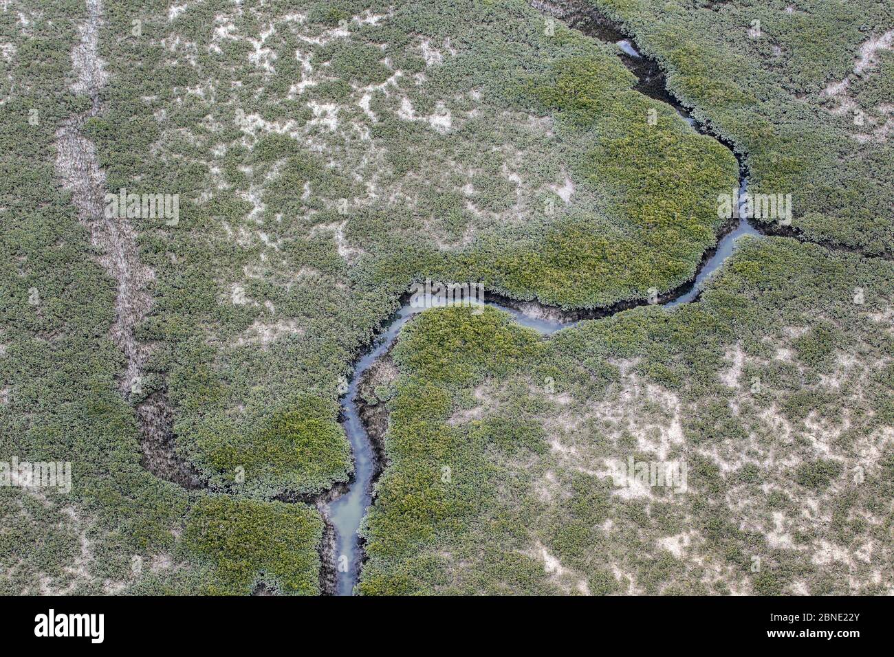 Gezeitenschlamm bedeckt mit grauen Mangroven (Avicennia Marina) mit einer Gezeiteneinlass durch sie, Tauranga Hafen, Bay of Plenty, Neuseeland, Octobe Stockfoto