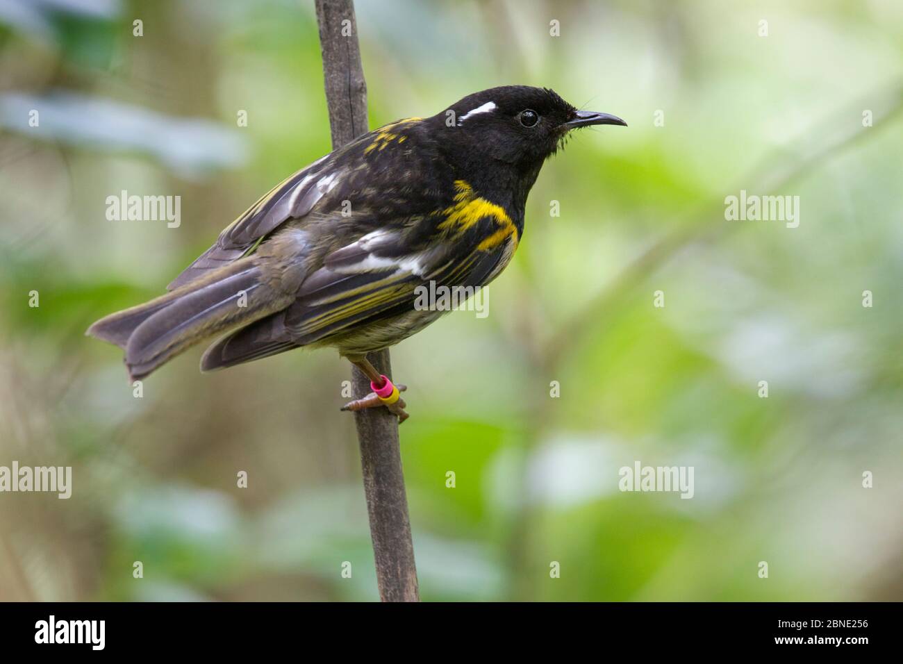 Männlicher Stitchbird (Notiomystis cincta) auf einem Zweig im Wald unter dem Vordach, Tiritiri Matangi Island, Auckland, Neuseeland, Oktober, verwundbar Stockfoto