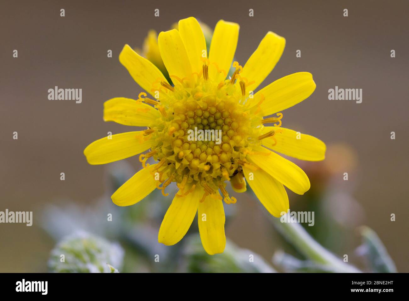 Wollkraut (Senecio littoralis) Blume, Gypsy Cove, Falklandinseln, Südatlantik, Januar, endemische Arten. Stockfoto