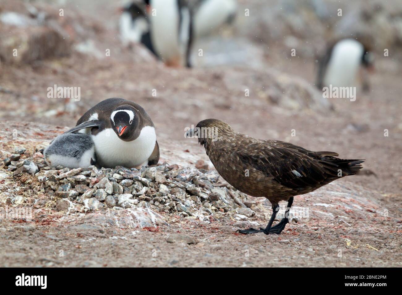 Gentoo Pinguin (Pygoscelis papua) in Kiesnest Verteidigung seines Küken vor dem Angriff durch eine braune Skua (Stercorarius antarcticus) Cuverville Island, Antarktis Stockfoto