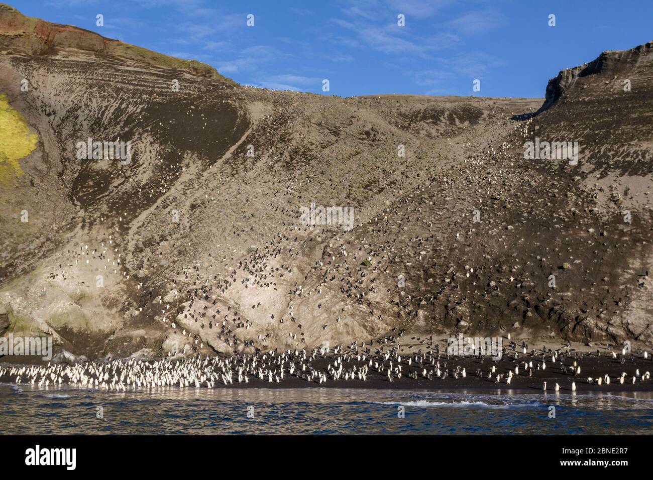 Große Anzahl von Chinstrap-Pinguinen (Pygoscelis antarcticus) versammeln sich am Strand unter ihrer Brutkolonie Deception Island, South Shetland Islands, Stockfoto