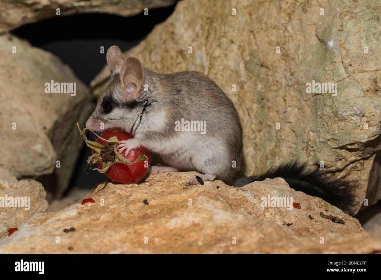 Weibliche asiatische Garten Dormouse (Eliomys melanurus) Fütterung auf Rosenhüte auf Felsen, gefangen, kommt im Nahen Osten und Nordostafrika. Stockfoto