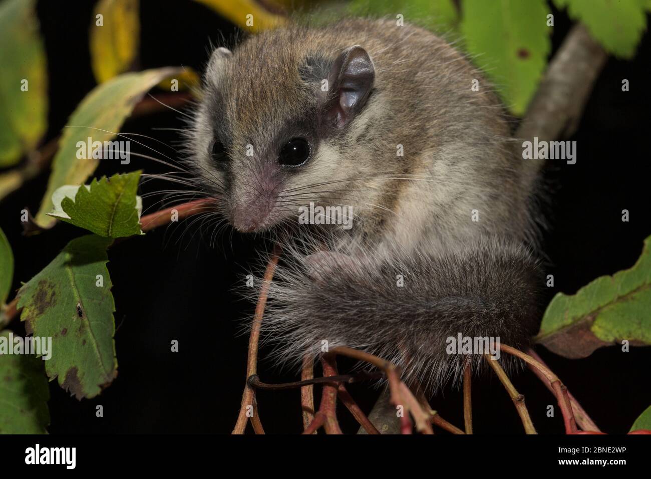 Jungwalddormaus (Dryomys nitedula) auf einem Zweig der Rowan-Asche (Sorbus aucuparia), gefangen, kommt in Osteuropa und Westasien vor. Stockfoto