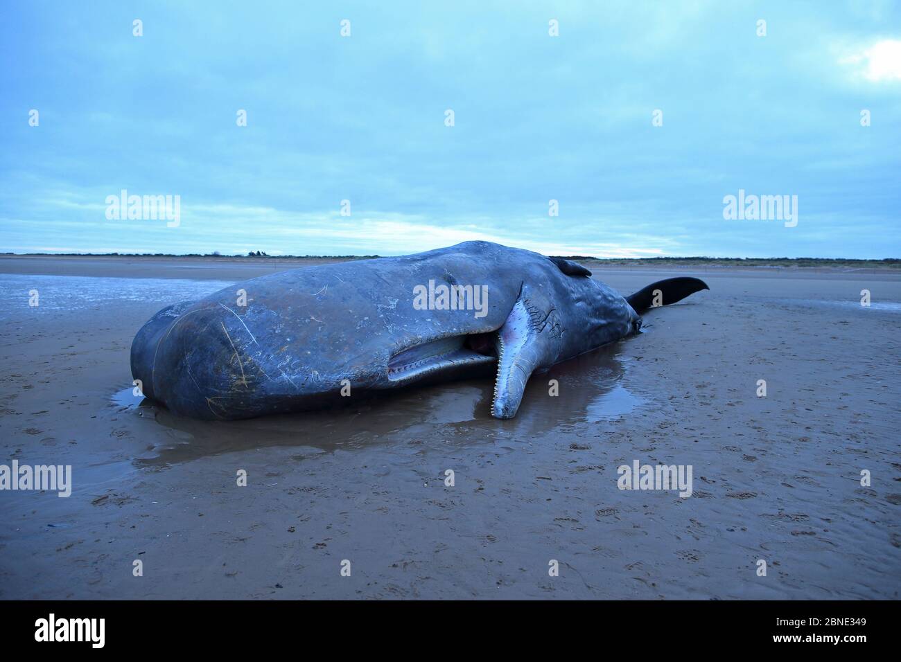 Beached Sperma Whale (Physetter macrocephalus) Norfolk, Großbritannien, Februar 2016. Stockfoto