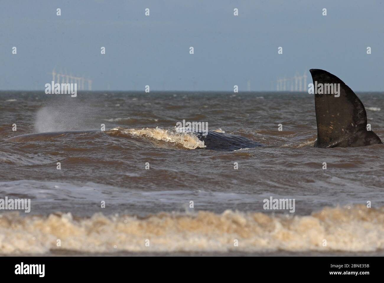 Schwanz des beacheten Sperma Whale (Physetter macrocephalus) über den Wellen, Norfolk, Großbritannien, Februar 2016 Stockfoto