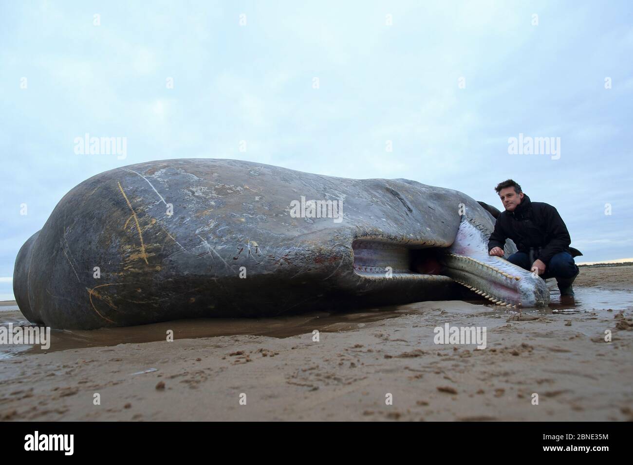TV-Moderator Nick Baker mit beachtem Sperma Whale (Physetter macrocephalus) Norfolk, Großbritannien, Februar 2016. Stockfoto