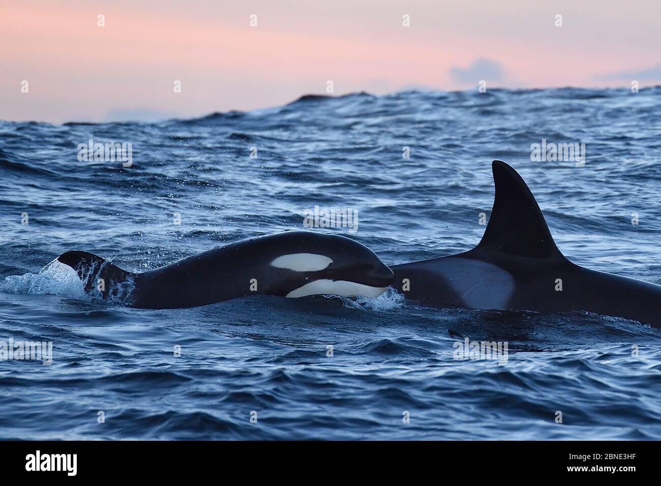 Zwei Orcas / Killerwale (Orcinus Orca), Senja, Troms County, Norwegen, Skandinavien, Januar. Walhaare werden zu diesem Bereich angezogen, um sich zu ernähren Stockfoto