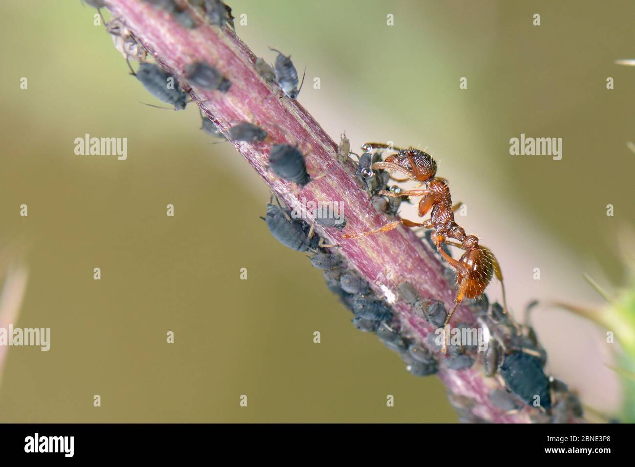Rote Ameise (Myrmica rubra), die Honigtau von schwarzen Bohnenbohnenblattblattbanden (Aphis fabae) auf einem kriechenden Distelstamm (Cirsium arvense) sammelt, Kreidewiese, Stockfoto
