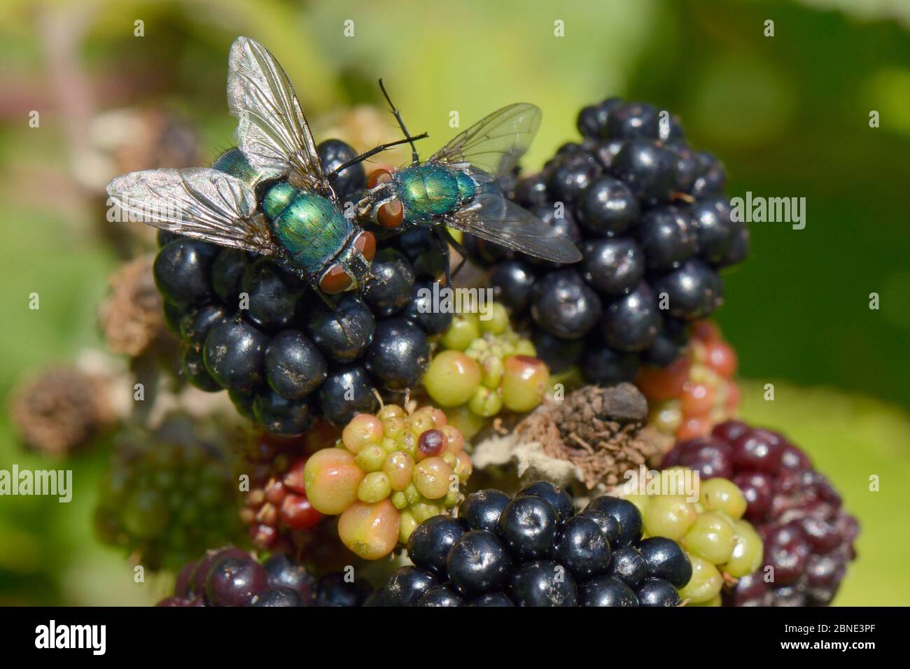 Zwei Greenbottles / Blasfliegen (Lucilia sp.) auf einer reifen Brombeere (Rubus plicatus), GWT Lower Woods Reserve, Gloucestershire, Großbritannien, Juli. Stockfoto
