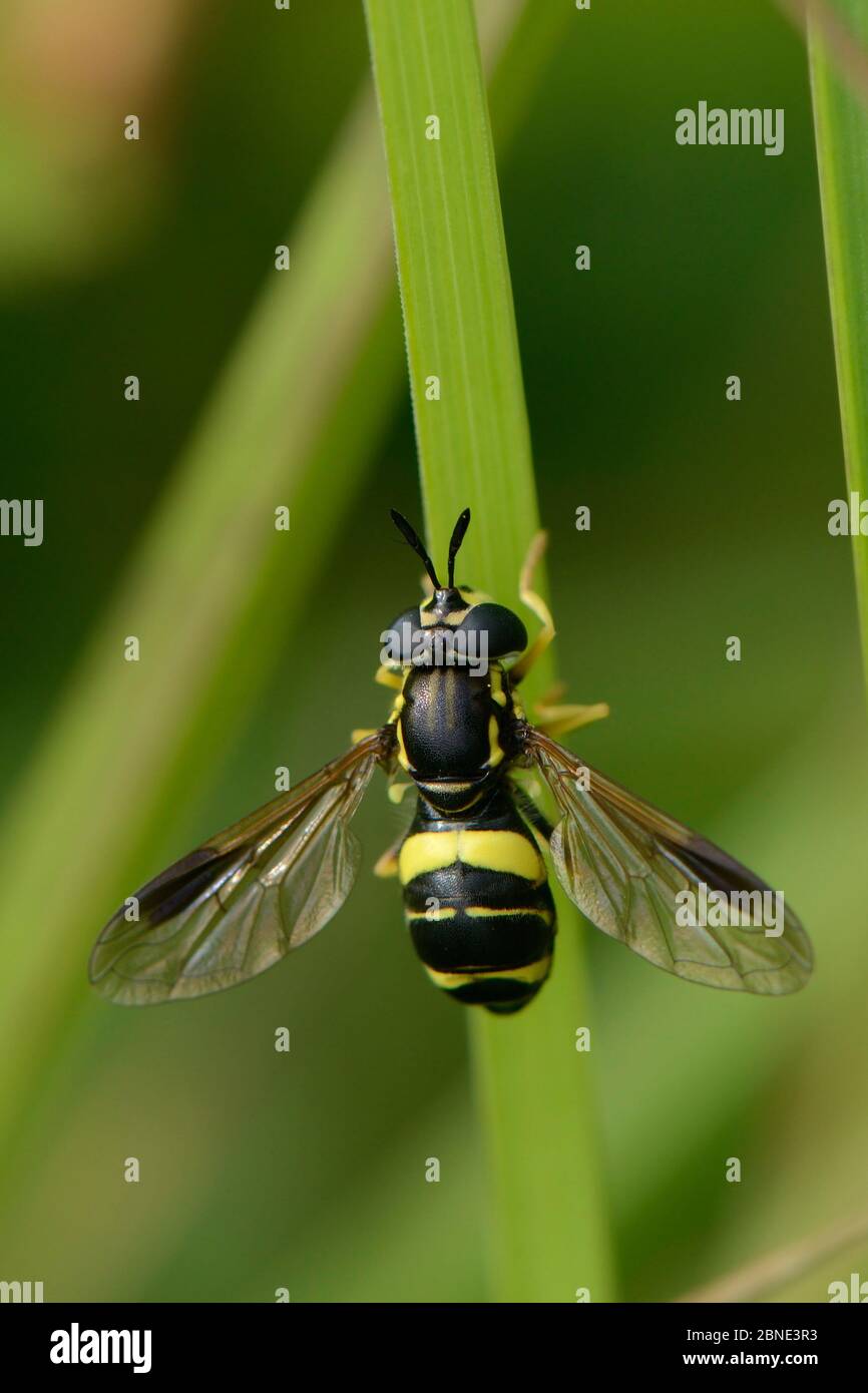 Weibliche Hoverfly (Chrysoxum bicinctum) auf einem Grasstamm in einer Kreidewiese, Wiltshire, UK, Juli. Stockfoto