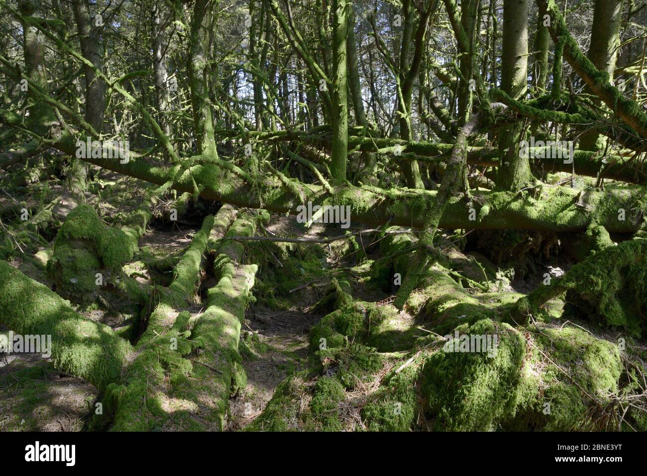 Sitka Spuce (Picea sitchensis) Plantageninterieur mit vielen gefallenen, wiedergewachsenen, moosbedeckten Bäumen, Davidstow Woods, in der Nähe von Bodmin Moor, Cornwall, UK, AP Stockfoto