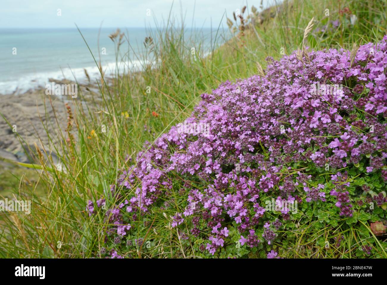 Thymianmutter (Thymus polytrichus) Kissen auf Klippe, Cornwall, Großbritannien, Juni. Stockfoto