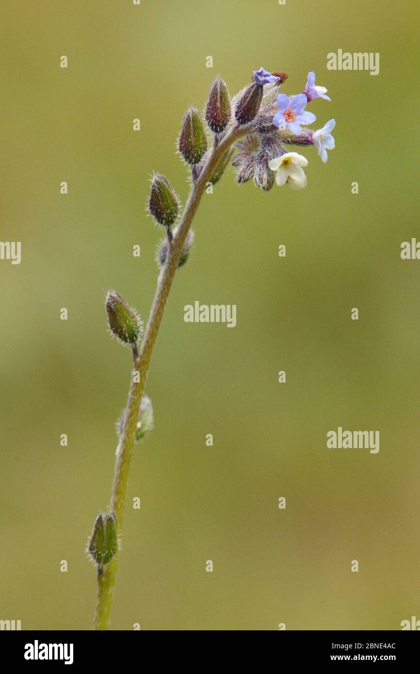 Wechselnde Vergissmeinnicht (Mysotis discolor ssp. Dubia) mit jungen cremefarbenen und älteren blauen Blüten, Davidstow Woods, Cornwall, UK, Juni. Stockfoto