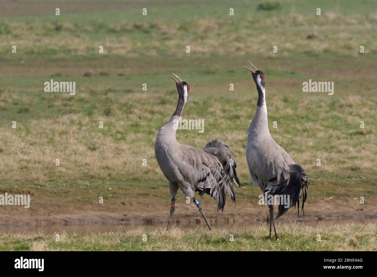 Common / Eurasischen Kran (Grus Grus) Paar Monty und Chris durch die Great Crane Project veröffentlicht, bugling im Einklang auf teilweise überfluteten Weideflächen zu PR Stockfoto