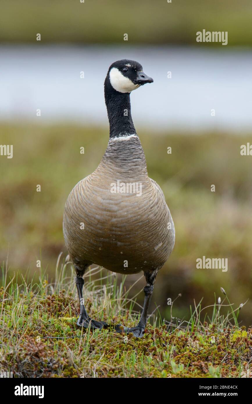 Kackgans (Branta hutchinsii minima) männlich, Yukon Delta National Wildlife Refuge, Alaska, USA. Juni. Stockfoto