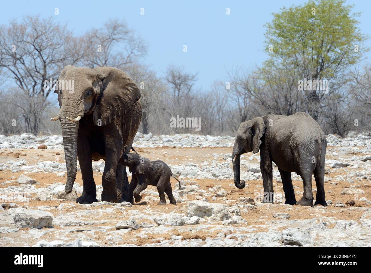 Afrikanischer Elefant (Loxodonta africana) Kalb, der von Mutter gesaugt werden will, Etosha Nationalpark, Namibia, Afrika Stockfoto