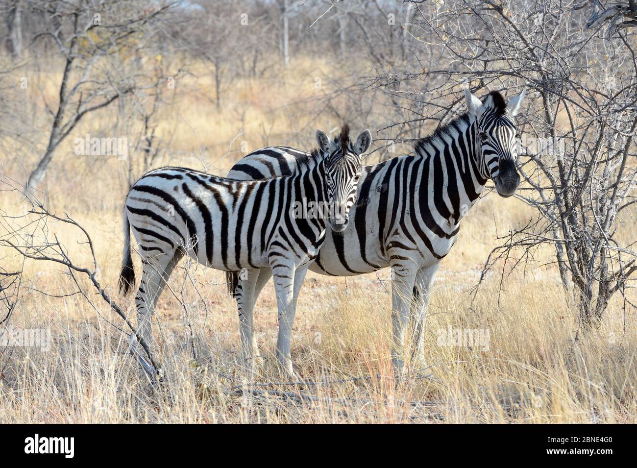 Burchell-Zebra (Equus quagga / burchelli), weiblich und jung während der Trockenzeit, Etosha Nationalpark, Namibia, Afrika Stockfoto